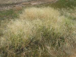 Common Blown Grass