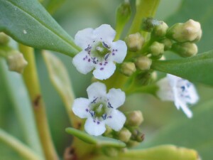 Common Boobialla flowers