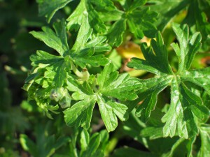 Leaves and buds of Common Crane's-bill