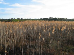 Common Reed saline morass