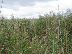 Common Reed saltmarsh