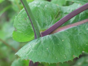 Leaf auricles of Common Sow-thistle