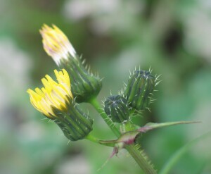 Opening flower buds of Common Sow-thistle