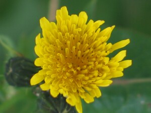 Flower  of Common Sow-thistle