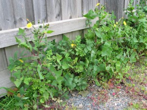 Common Sow-thistle growing in waste garden place