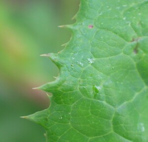 Leaf margin of Common Sow-thistle