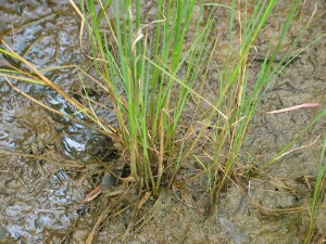 Base and leaves of Common Swamp Wallaby-grass