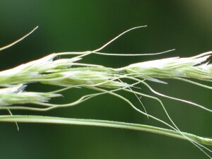 Mature spikelets of Common Swamp Wallaby-grass
