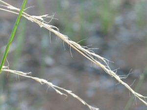 Old spikelets of Common Swamp Wallaby-grass