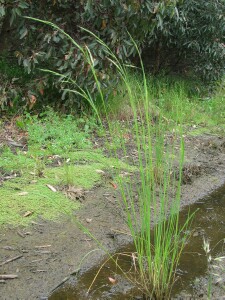 Common Swamp Wallaby-grass plant