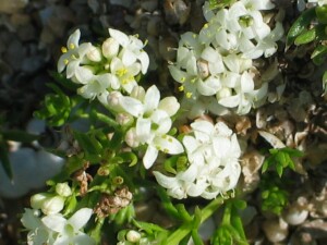Flowers of Common Woodruff
