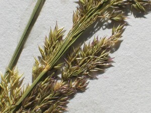 Branches of Creeping Bent flower-head