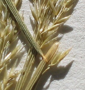 Ligule of Creeping Bent at the stem and leaf blade junction