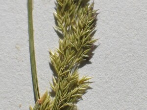 Spikelets of Creeping Bent