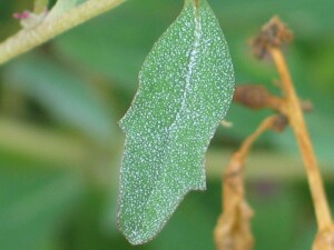 Creeping Saltbush leaf