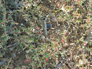 Trailing stems of fruiting Creeping Saltbush