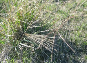 Curly Windmill-grass