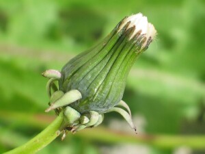 Dandelion flower bud