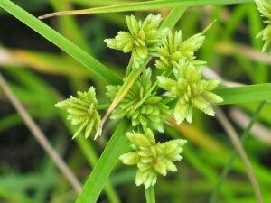 Flower-head of Drain Flat-sedge with exserted anthers