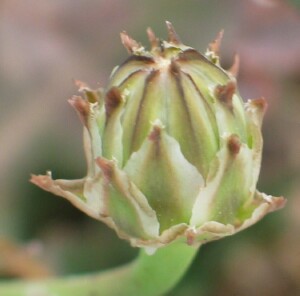 Involucre of bracts in flower-bud of False Sow-thistle