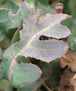 Leaf of False Sow-thistle