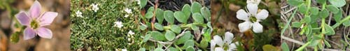 Family Names Montage - Primulaceae (primrose)