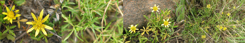 Family Names Montage - Ranunculaceae (buttercup)