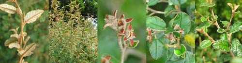 Family Names Montage - Rhamnaceae (pomaderris)