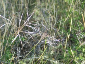 Feather Spear-grass developing panicles