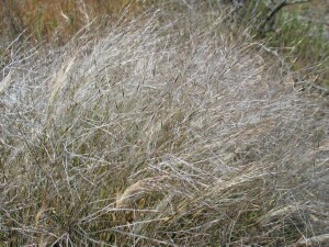 Feather Spear-grass panicles