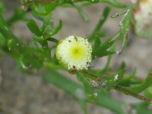 Ferny Cotula developing flowerhead