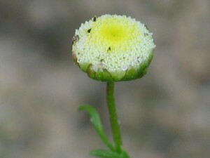 Ferny Cotula flowerhead