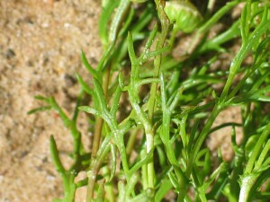 Ferny Cotula leaf
