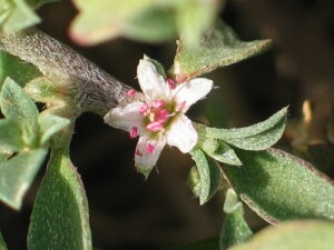 Galenia flower