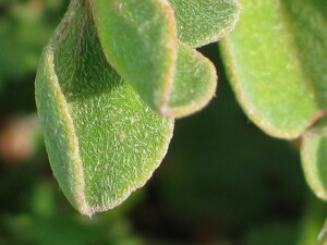 Galenia leaf tips