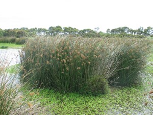 Large clump of Giant Rush in summer