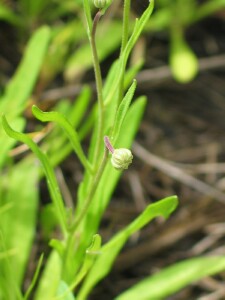 Grass Daisy flower-bud