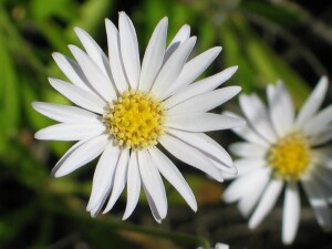 Grass Daisy flower-head