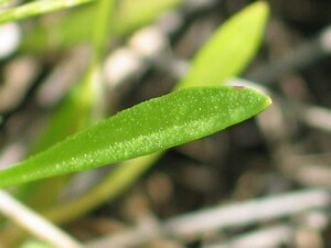 Leaf of Grass Daisy