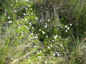 Flowering plants of Grass Daisy in tussocky marshland