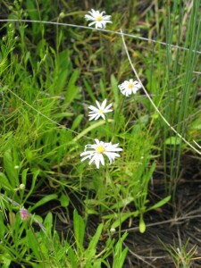 Grass Daisy plants