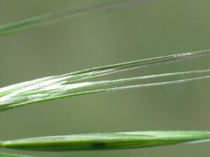 The long awns of Great Brome