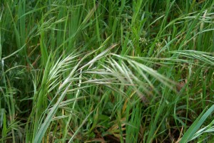 Great Brome plants