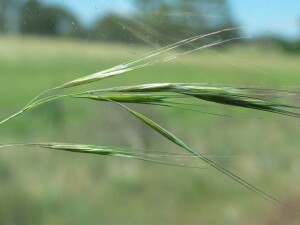 Great Brome spikelets