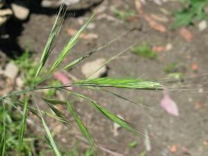 Great Brome spikelets