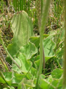 Leaves of Greater Plaintain 