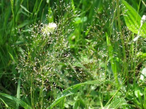 Elegant Hair-grass plants