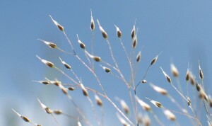 Elegant Hair-grass spikelets