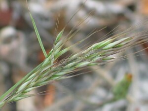 False Hair-grass emerging flower-head