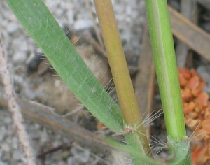 False Hair-grass stem and leaf